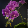 Phalaenopsis Violet Queen, pale violetflowering orchid, organically grown tropical plants for sale at TOMs FLOWer CLUB