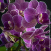 Phalaenopsis Violet Queen, pale violetflowering orchid, organically grown tropical plants for sale at TOMs FLOWer CLUB