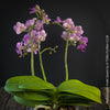 Phalaenopsis Violet Queen, pale violetflowering orchid, organically grown tropical plants for sale at TOMs FLOWer CLUB