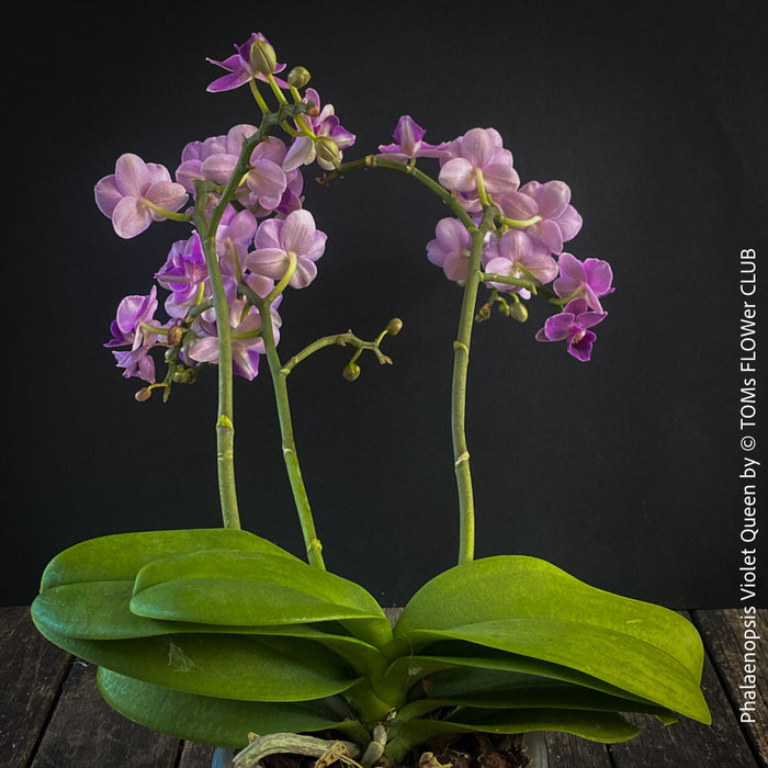 Phalaenopsis Violet Queen, pale violetflowering orchid, organically grown tropical plants for sale at TOMs FLOWer CLUB