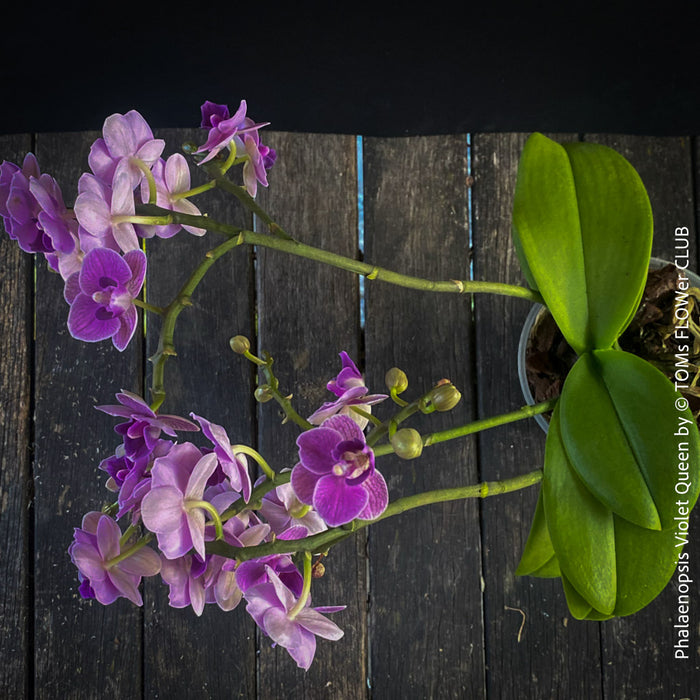 Phalaenopsis Violet Queen, pale violetflowering orchid, organically grown tropical plants for sale at TOMs FLOWer CLUB