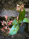 Phalaenopsis Yaphon Pink Lady, pale violetflowering orchid, organically grown tropical plants for sale at TOMs FLOWer CLUB