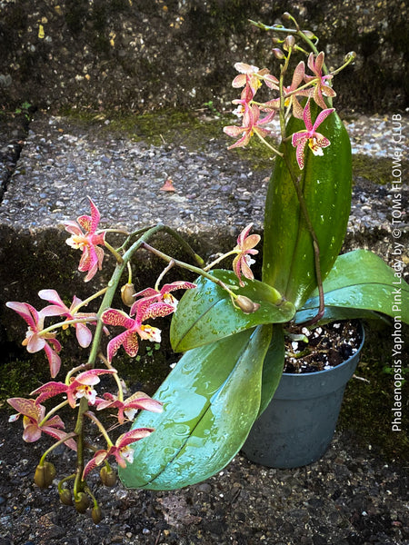 Phalaenopsis Yaphon Pink Lady, pale violetflowering orchid, organically grown tropical plants for sale at TOMs FLOWer CLUB