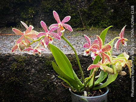 Phalaenopsis Yaphon Pink Lady, pale violetflowering orchid, organically grown tropical plants for sale at TOMs FLOWer CLUB