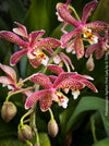 Phalaenopsis Yaphon Pink Lady, pale violetflowering orchid, organically grown tropical plants for sale at TOMs FLOWer CLUB