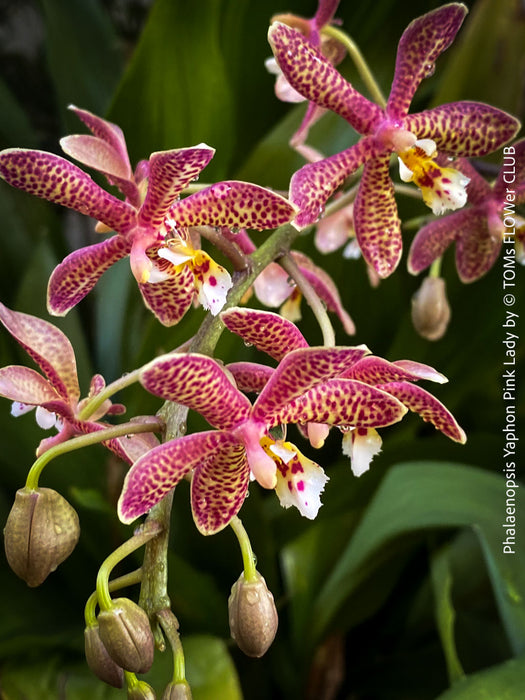 Phalaenopsis Yaphon Pink Lady, pale violetflowering orchid, organically grown tropical plants for sale at TOMs FLOWer CLUB