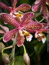 Phalaenopsis Yaphon Pink Lady, pale violetflowering orchid, organically grown tropical plants for sale at TOMs FLOWer CLUB