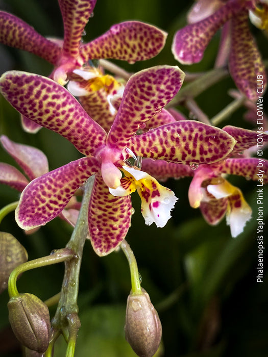 Phalaenopsis Yaphon Pink Lady, pale violetflowering orchid, organically grown tropical plants for sale at TOMs FLOWer CLUB