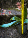 Phalaenopsis Yaphon Pink Lady, pale violetflowering orchid, organically grown tropical plants for sale at TOMs FLOWer CLUB