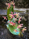 Phalaenopsis Yaphon Pink Lady, pale violetflowering orchid, organically grown tropical plants for sale at TOMs FLOWer CLUB