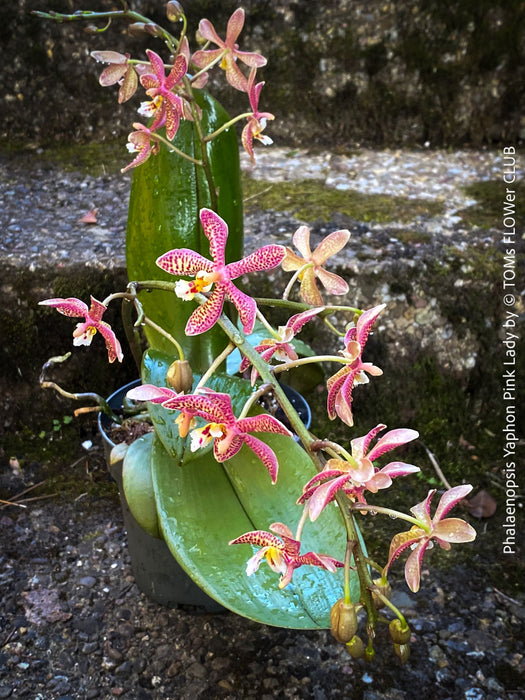 Phalaenopsis Yaphon Pink Lady, pale violetflowering orchid, organically grown tropical plants for sale at TOMs FLOWer CLUB