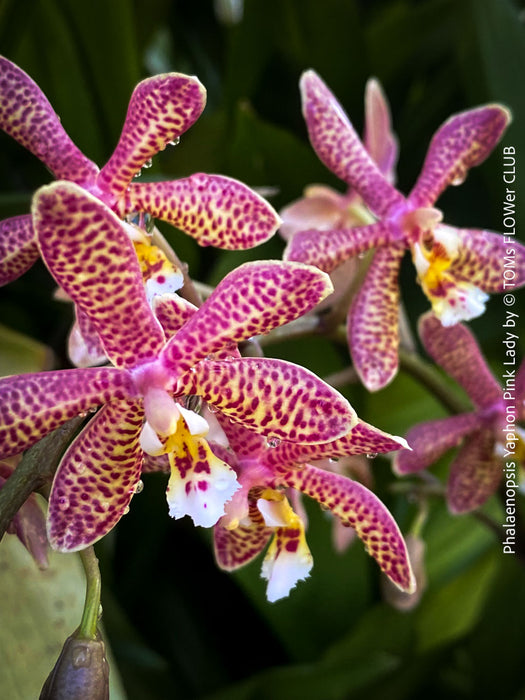 Phalaenopsis Yaphon Pink Lady, pale violetflowering orchid, organically grown tropical plants for sale at TOMs FLOWer CLUB