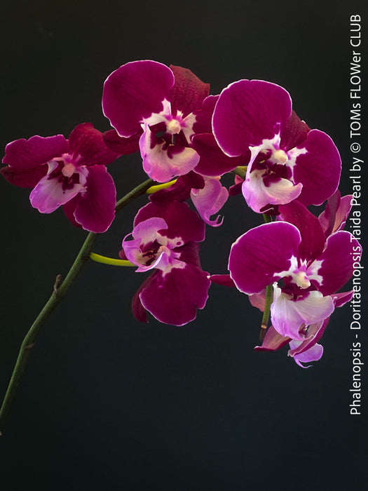 Doritaenopsis Taida Pearl, Phalenopsis Ching Hua Spring and Phalenopsis Sogo Davis, dark purple flowering orchid, organically grown tropical plants for sale at TOMs FLOWer CLUB