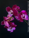 Doritaenopsis Taida Pearl, Phalenopsis Ching Hua Spring and Phalenopsis Sogo Davis, dark purple flowering orchid, organically grown tropical plants for sale at TOMs FLOWer CLUB