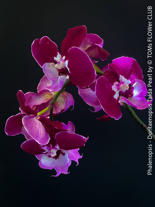 Doritaenopsis Taida Pearl, Phalenopsis Ching Hua Spring and Phalenopsis Sogo Davis, dark purple flowering orchid, organically grown tropical plants for sale at TOMs FLOWer CLUB