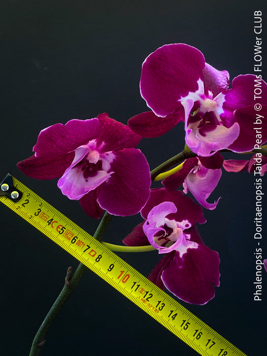 Doritaenopsis Taida Pearl, Phalenopsis Ching Hua Spring and Phalenopsis Sogo Davis, dark purple flowering orchid, organically grown tropical plants for sale at TOMs FLOWer CLUB