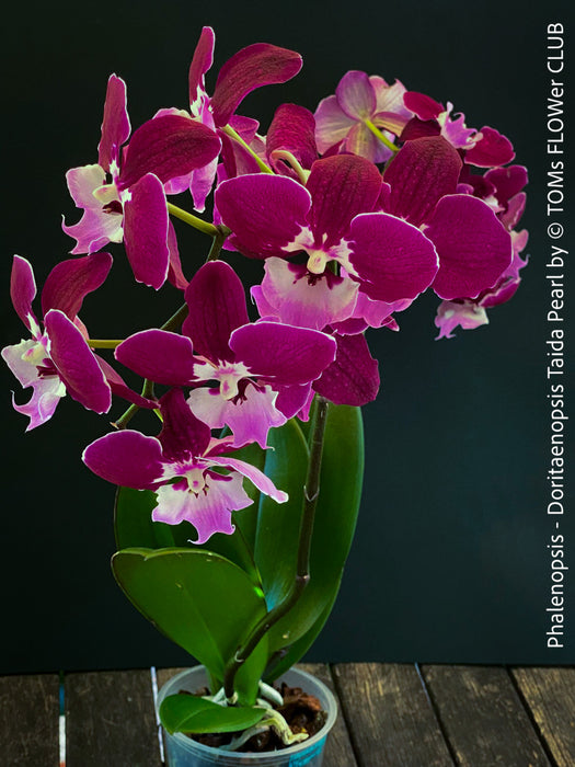 Doritaenopsis Taida Pearl, Phalenopsis Ching Hua Spring and Phalenopsis Sogo Davis, dark purple flowering orchid, organically grown tropical plants for sale at TOMs FLOWer CLUB