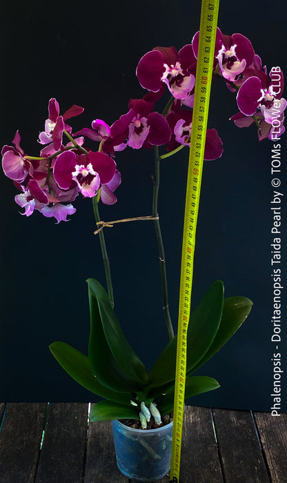 Doritaenopsis Taida Pearl, Phalenopsis Ching Hua Spring and Phalenopsis Sogo Davis, dark purple flowering orchid, organically grown tropical plants for sale at TOMs FLOWer CLUB