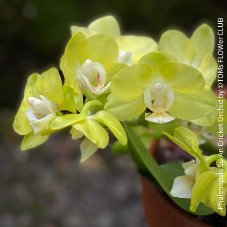 Phalenopsis Su-An Cricket, yellow flowering dwarf orchid, organically grown tropical plants for sale at TOMs FLOWer CLUB