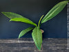 Philodendron campii ‘Lynette’ cultivated in a permeable organic substrate