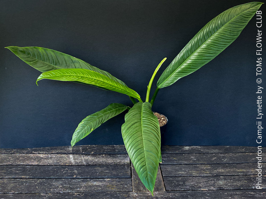 Philodendron campii ‘Lynette’ cultivated in a permeable organic substrate