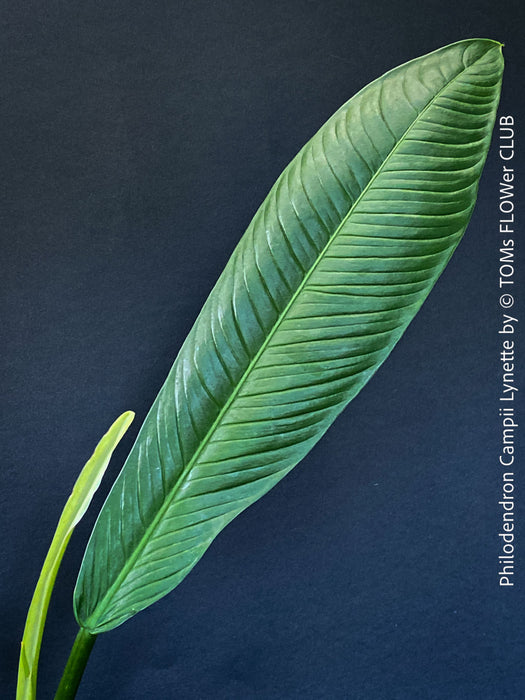 Philodendron campii ‘Lynette’ cultivated in a permeable organic substrate