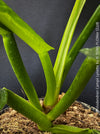 Philodendron campii ‘Lynette’ from the TOMs FLOWer CLUB plant collection