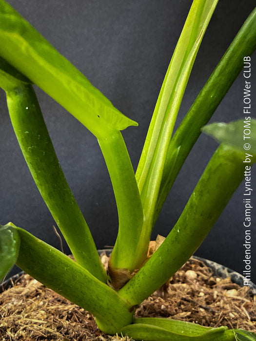 Philodendron campii ‘Lynette’ from the TOMs FLOWer CLUB plant collection