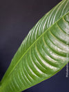 Mature foliage of Philodendron campii ‘Lynette’ showing prominent lateral venation