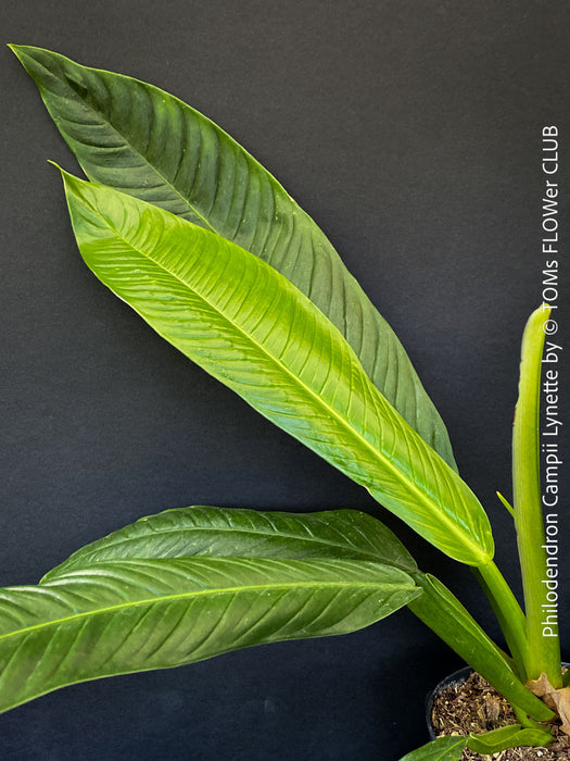 Philodendron campii ‘Lynette’ from the TOMs FLOWer CLUB plant collection