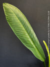 Mature foliage of Philodendron campii ‘Lynette’ showing prominent lateral venation