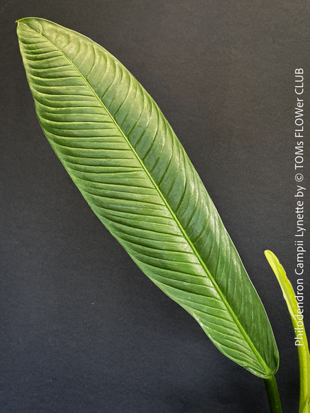 Mature foliage of Philodendron campii ‘Lynette’ showing prominent lateral venation