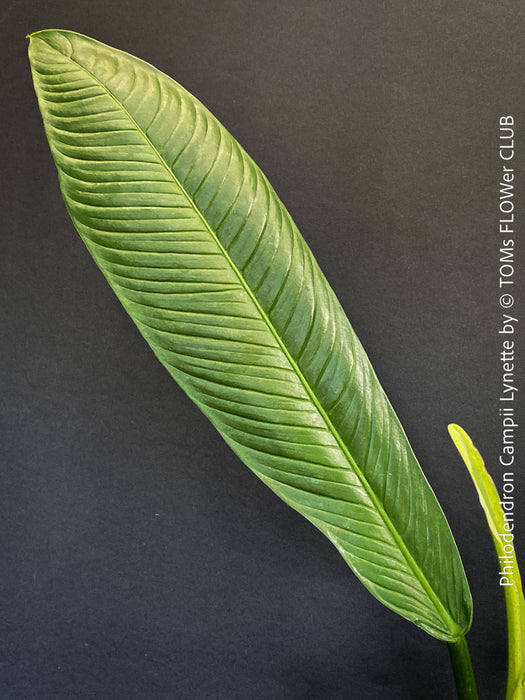 Mature foliage of Philodendron campii ‘Lynette’ showing prominent lateral venation