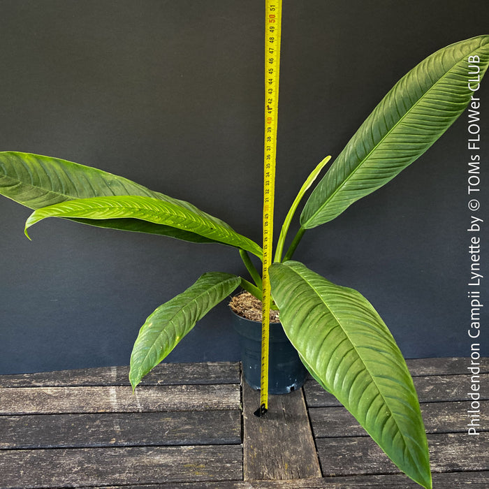 Philodendron campii ‘Lynette’ growing with a compact self-supporting habit