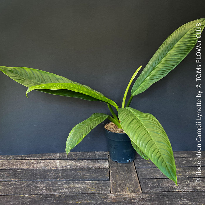 Philodendron campii ‘Lynette’ with elongated dark green ribbed leaves