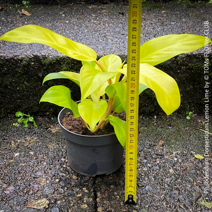 Philodendron Domesticum LemonLime with yellow leaves, foliage, organically grown plants for sale at TOMs FLOWer CLUB.