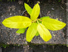 Philodendron Domesticum LemonLime with yellow leaves, foliage, organically grown plants for sale at TOMs FLOWer CLUB.