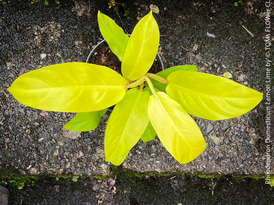 Philodendron Domesticum LemonLime with yellow leaves, foliage, organically grown plants for sale at TOMs FLOWer CLUB.