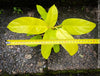 Philodendron Domesticum LemonLime with yellow leaves, foliage, organically grown plants for sale at TOMs FLOWer CLUB.