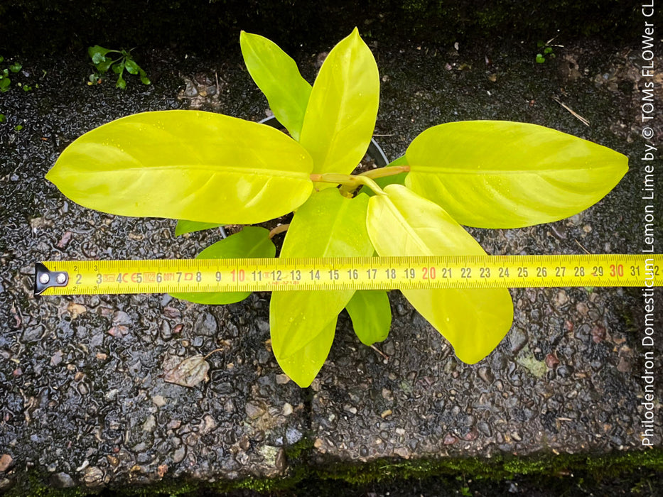 Philodendron Domesticum LemonLime with yellow leaves, foliage, organically grown plants for sale at TOMs FLOWer CLUB.