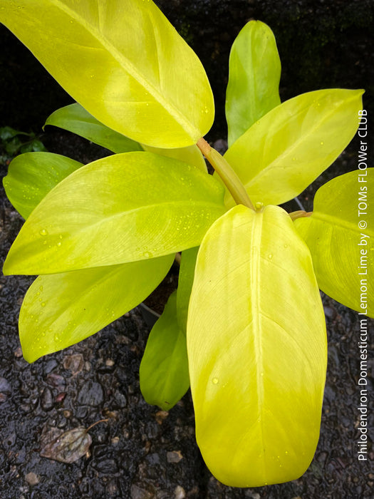 Philodendron Domesticum LemonLime with yellow leaves, foliage, organically grown plants for sale at TOMs FLOWer CLUB.