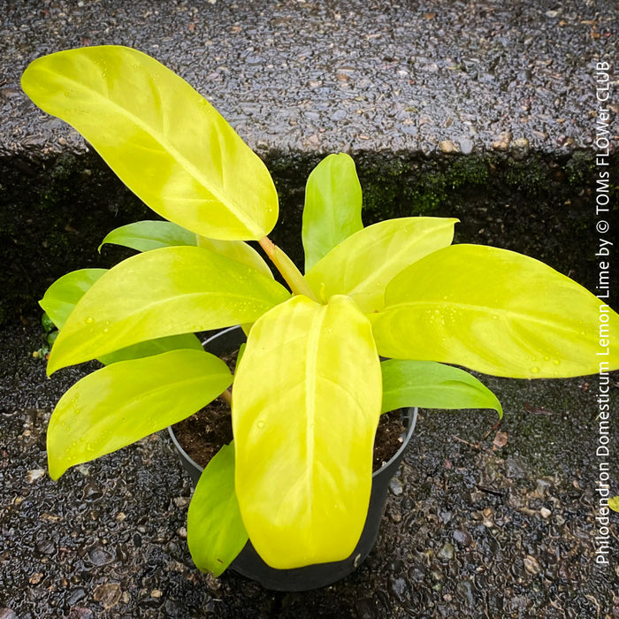 Philodendron Domesticum LemonLime with yellow leaves, foliage, organically grown plants for sale at TOMs FLOWer CLUB.