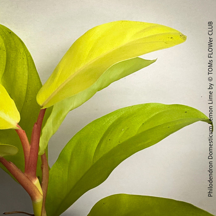 Philodendron Domesticum LemonLime with yellow leaves, foliage, organically grown plants for sale at TOMs FLOWer CLUB.