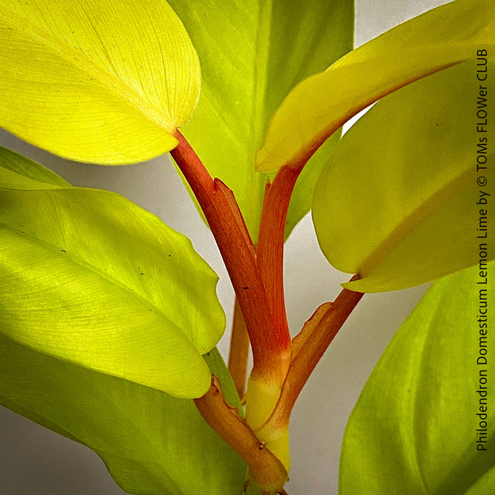 Philodendron Domesticum LemonLime with yellow leaves, foliage, organically grown plants for sale at TOMs FLOWer CLUB.