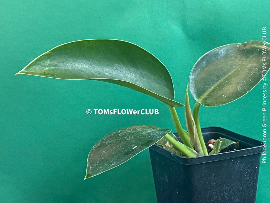 Philodendron Green Princess, organically grown tropical plants for sale at TOMsFLOWer CLUB.