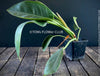 Philodendron Green Princess, organically grown tropical plants for sale at TOMsFLOWer CLUB.