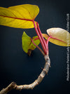 Philodendron Painted Lady, tropical plants cuttings for sale at TOMs FLOWer CLUB, Zurich, Switzerland.