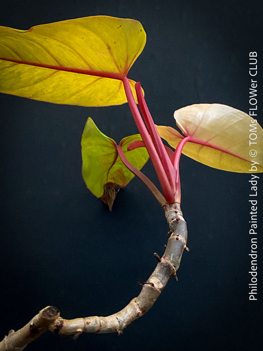 Philodendron Painted Lady, tropical plants cuttings for sale at TOMs FLOWer CLUB, Zurich, Switzerland.