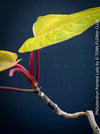 Philodendron Painted Lady, cuttings for sale at TOMs FLOWer CLUB