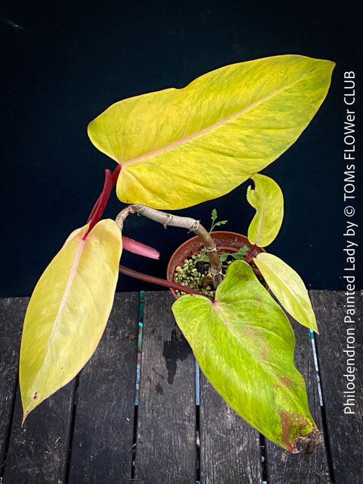 Philodendron Painted Lady, tropical plants cuttings for sale at TOMs FLOWer CLUB, Zurich, Switzerland.